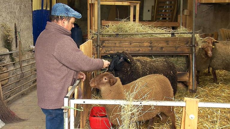 Schafe im Stall (Foto: SWR, SWR -)