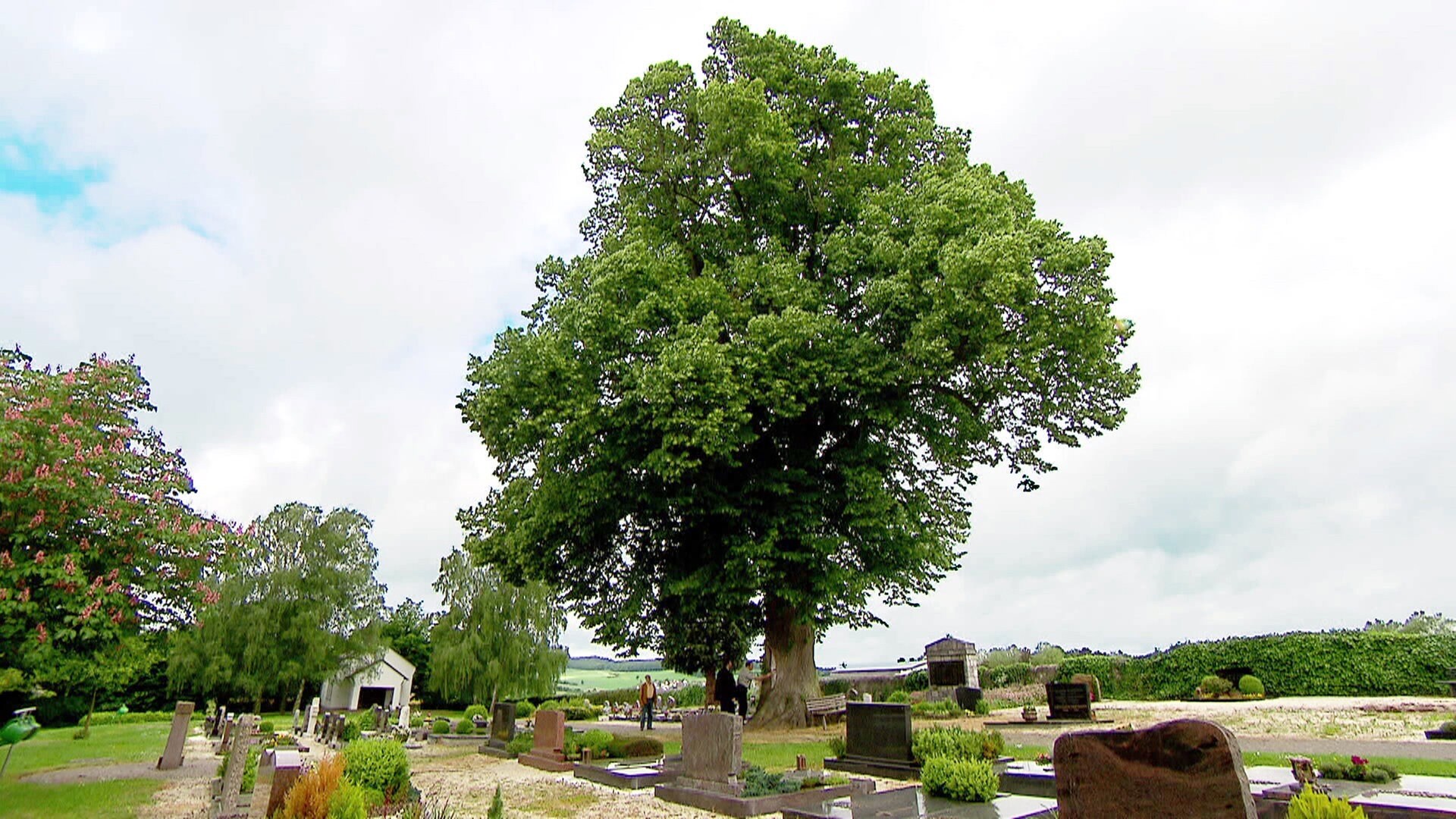 Baum Kaiserslautern Arzt Baum Kaiserslautern Arzt