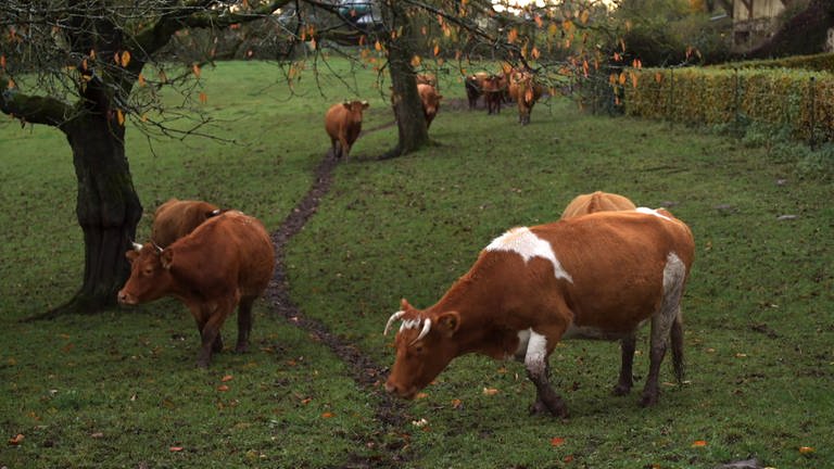 Weidingen Kühe (Foto: SWR)