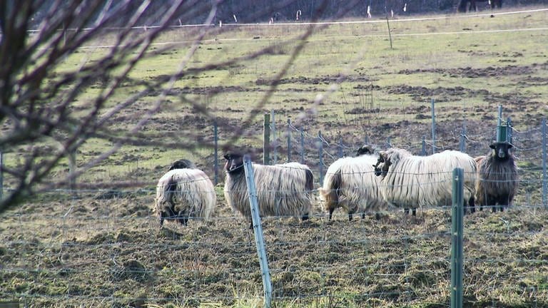 Dansenberg - Die Schafe (Foto: SWR)