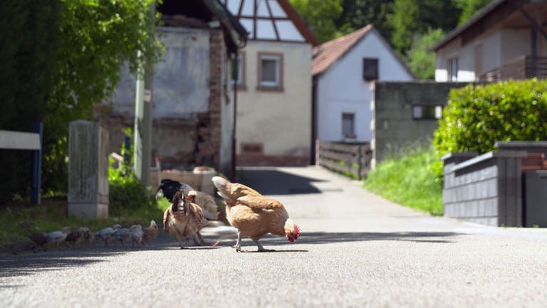 Waldhambach hühner auf Straße (Foto: SWR)