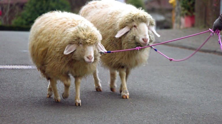 Schafe auf Straße (Foto: SWR)
