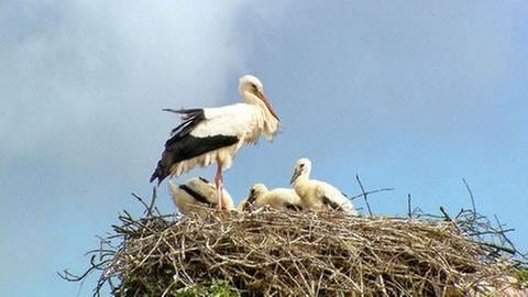 Winden Storchenmama und Kinder im Nest (Foto: SWR, SWR -)