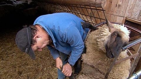 Schutz Schafzüchter (Foto: SWR, SWR -)