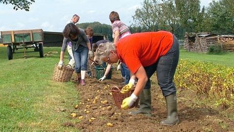 Rüscheid Anwohner beim Kartoffelernten (Foto: SWR, SWR -)
