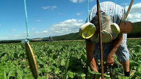Landwirte bei der Arbeit (Foto: SWR, SWR -)
