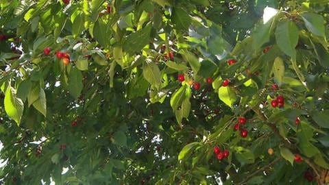 Kirschen am Baum (Foto: SWR, SWR -)