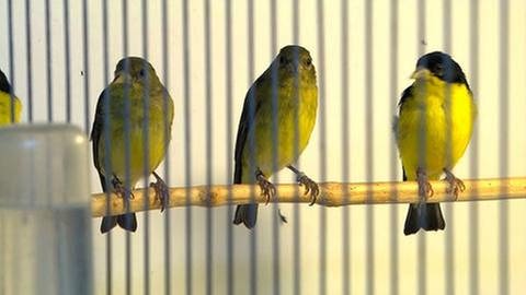 Drei Zeisig Vögel sitzen auf einer Stange im Käfig. (Foto: SWR, SWR -)