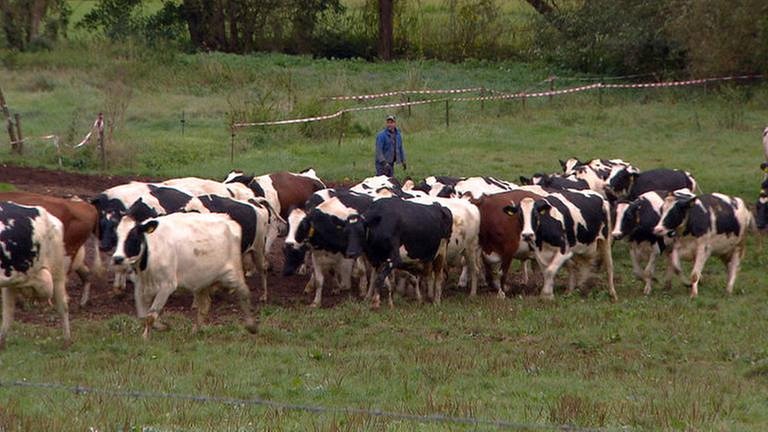 Niedermohr - Kühe auf der Weide (Foto: SWR, SWR -)