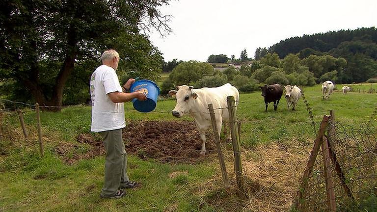 Roth an der Our - Piemonteser Rinder (Foto: SWR, SWR -)