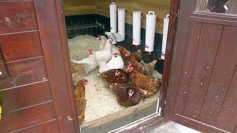 Kausen glückliche Hühner (Foto: SWR, SWR -)
