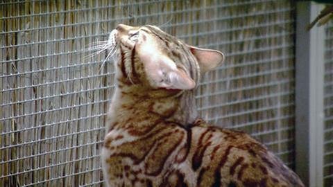 Kausen Bengal Katze (Foto: SWR, SWR -)