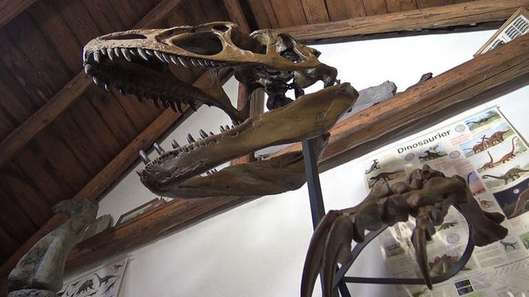 Schädel eines Allosaurus (Foto: SWR, SWR -)