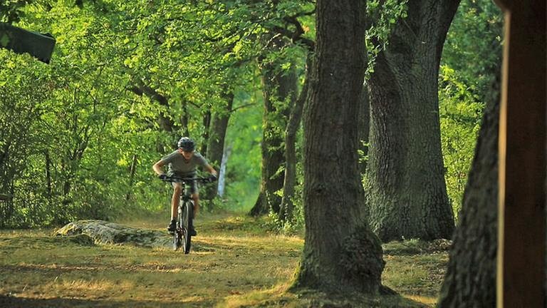 Fahrradfahren im Wald (Foto: SWR, SWR -)