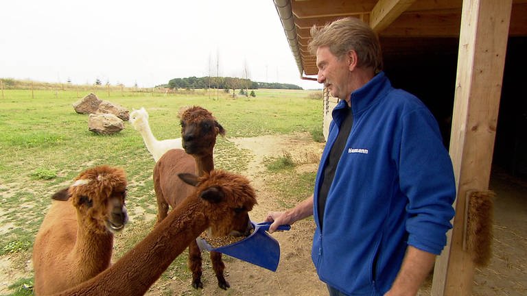 Dünfus - Dieter Kieper und seine vier Alpacas (Foto: SWR)