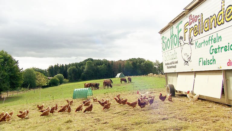Schürdt - Die Biohühner (Foto: SWR)