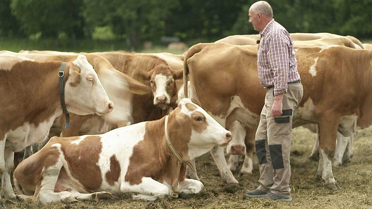 Horbach - Der Landwirt mit seiner Kuhzucht (Foto: SWR)