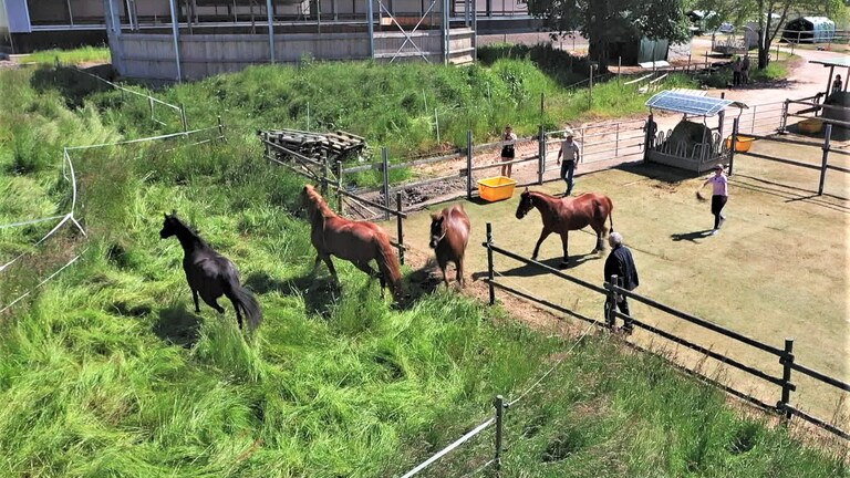 Hierzuland Esch Pferde auf Weide (Foto: SWR)