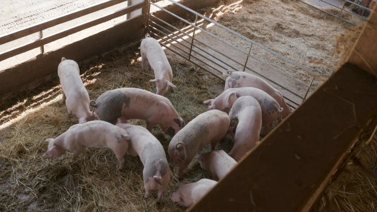 Schweine aus Mörstadt (Foto: SWR)