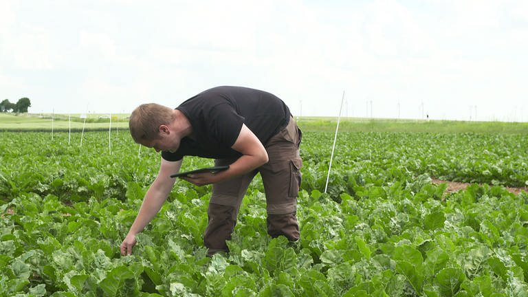 Wahlheim - Der Landwirt kontrolliert sein Feld (Foto: SWR)