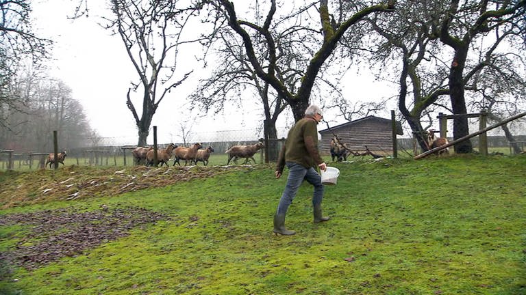Orlenbach - Mann geht zum Ziegen füttern (Foto: SWR)