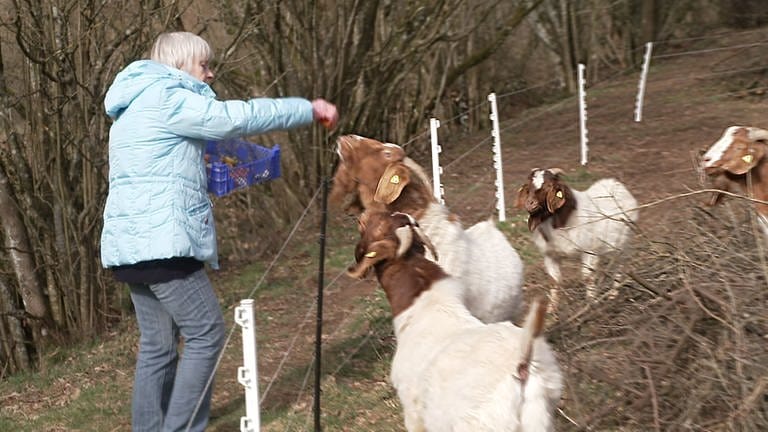 Berenbach - Eine Frau beim Ziegen füttern (Foto: SWR)