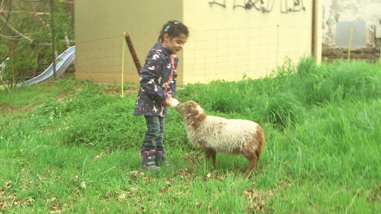 Hierzuland Saulheim Kind füttert Schaf (Foto: SWR)