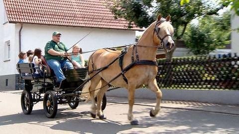 Schmalenberg - Kinderferienprogramm Kutsche fahren mit Haflinger (Foto: SWR, SWR -)