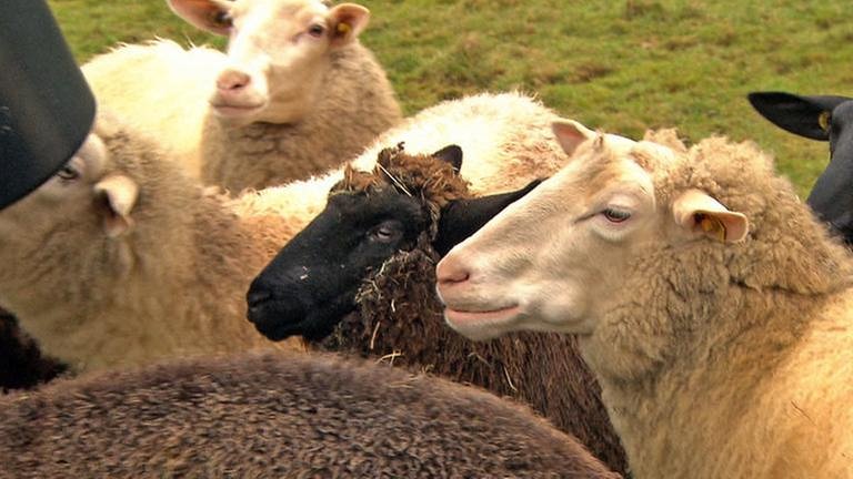 Ingrid Gasthauer füttert ihre Schafe. (Foto: SWR, SWR -)