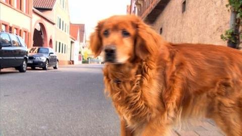 Siebeldingen - Hund auf der Straße (Foto: SWR, SWR -)