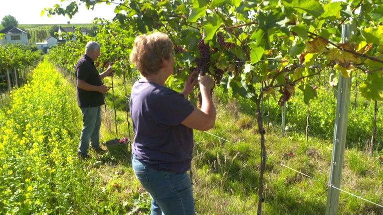 Horrweiler Weinlese (Foto: SWR)