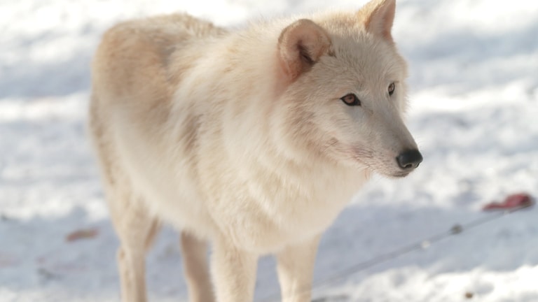 Pelm Polarwolf (Foto: SWR)