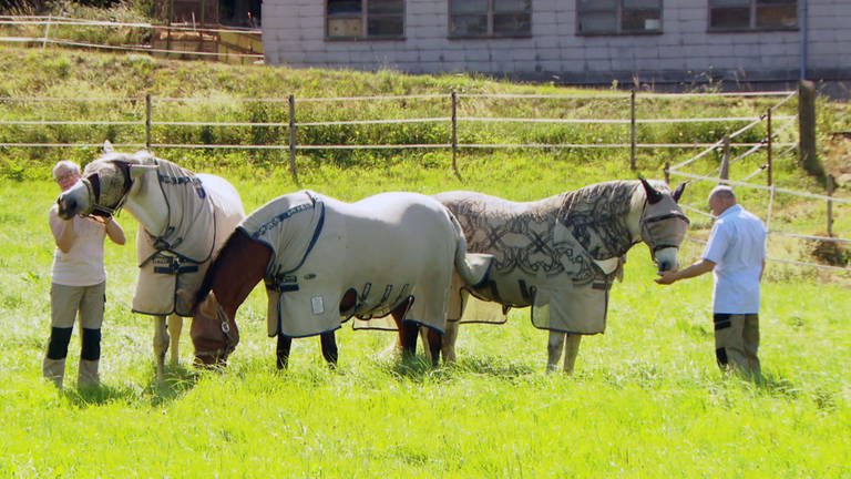 Steinbach Pferde auf der Weide (Foto: SWR)