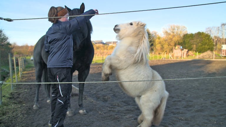 Hierzuland Gierschnach Pony macht Kunststück (Foto: SWR)