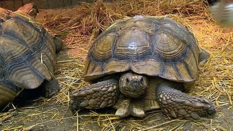 Thallichtenberg - Schildkrötenparadies (Foto: SWR, SRW -)