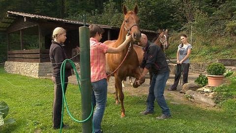 Pferde-Physiotherapeut bei der Arbeit (Foto: SWR, SWR -)
