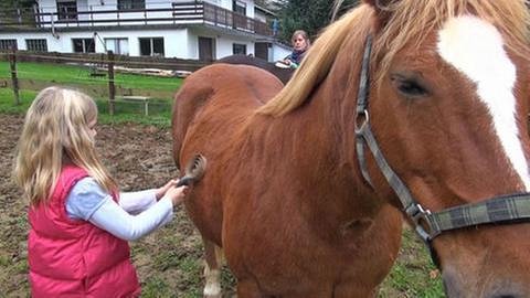 Ein Mädchen kümmert sich um ein Herschbroischer Martinspferd. (Foto: SWR, SWR -)