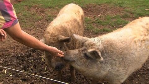 Zwei Schweine werden gestreichelt. (Foto: SWR, SWR -)