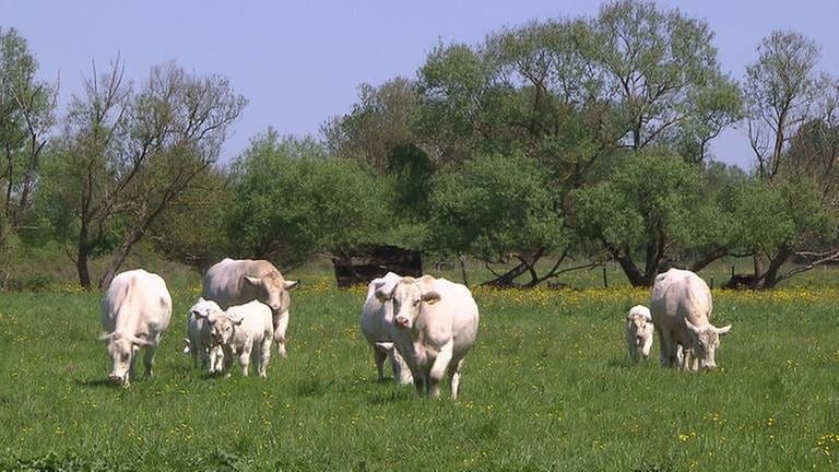 Rinder auf der Weide (Foto: SWR, SWR -)