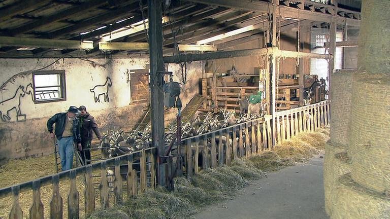 Hömberg - Ziegenherde im Stall (Foto: SWR, SWR -)