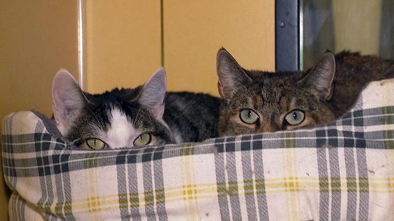 Eisighofen Mary und Joshi im Katzenhotel von Gabriele Weiss (Foto: SWR, SWR -)