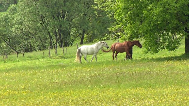 Westerwaldidylle mit zwei Pferden auf einer Koppel (Foto: SWR, SWR -)