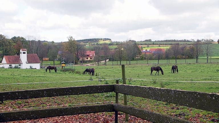Pferdewiese in Vierherrenborn (Foto: SWR, SWR -)