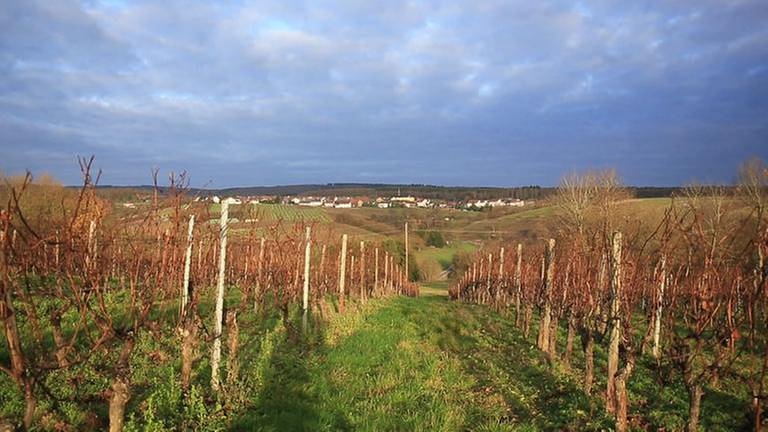 Blick von den Weinbergen auf Hergenfeld (Foto: SWR, SWR -)