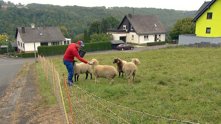 Bermel - Marco Rieder und seine Schafe (Foto: SWR, SWR -)