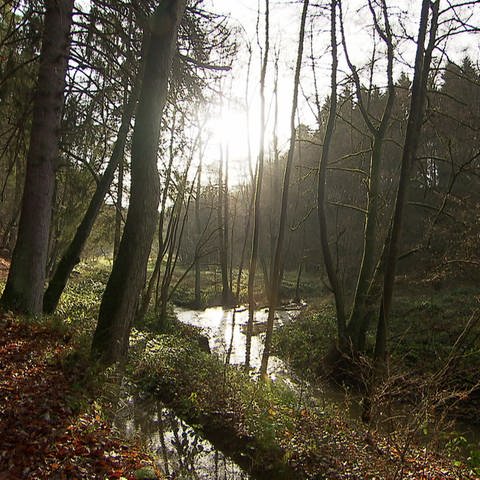 Der gesuchte Bach fließt durch die Grenzregion zum Saarland. (Foto: SWR)