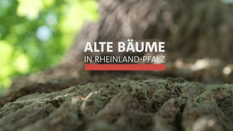 Logo "Alte Bäume in Rheinland-Pfalz" (Foto: SWR)
