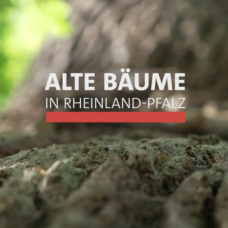 Logo "Alte Bäume in Rheinland-Pfalz" (Foto: SWR)