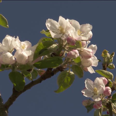 Kirschblüten (Foto: SWR)