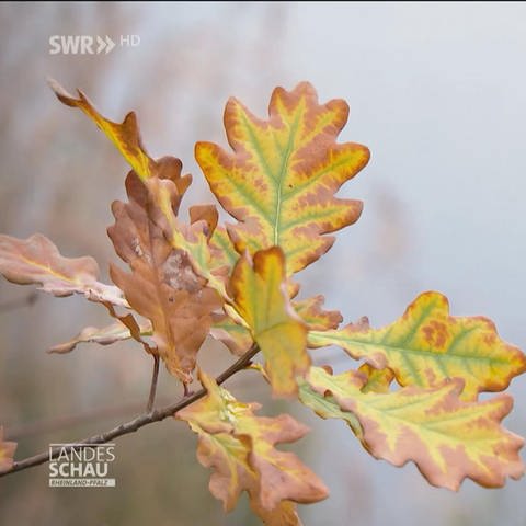 Herbst am Speyer in der Pfalz (Foto: SWR)
